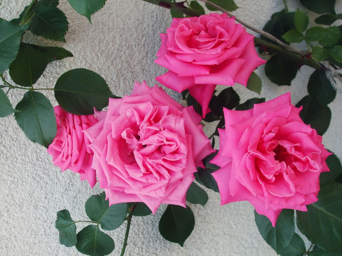 roses, flowers, bushes, delicate, wall