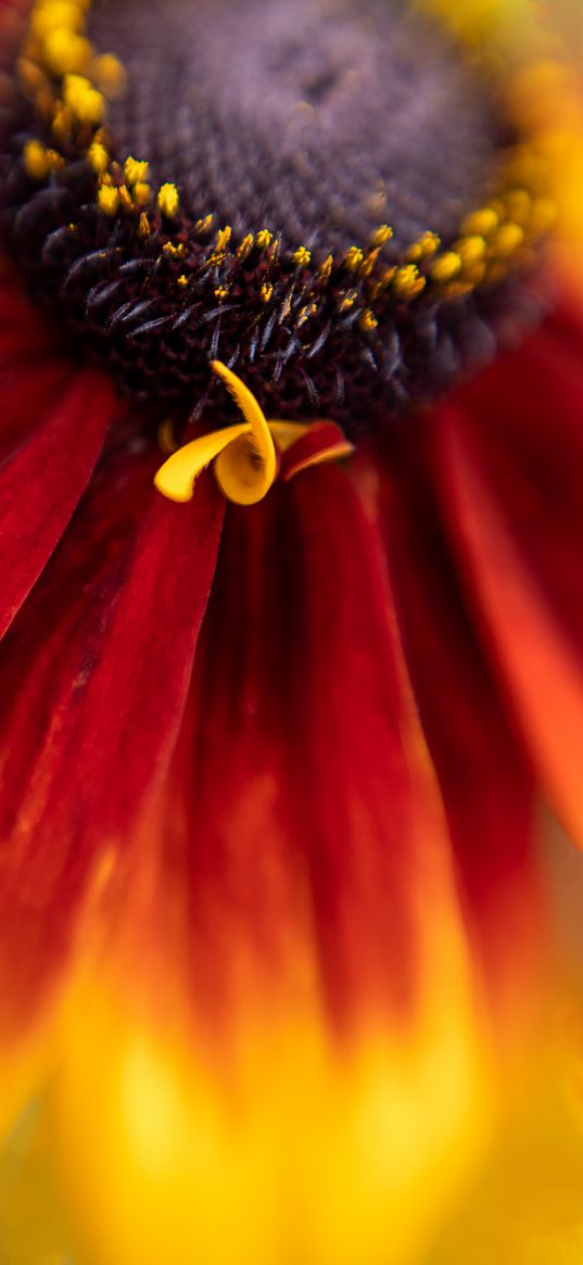 flower, petals, plant, stamens, macro