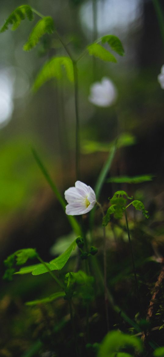 oxalis, flower, petals, grass, blur