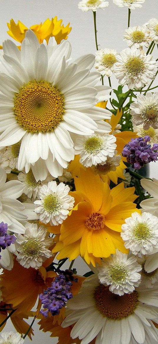 chamomile, big, small, flowers, bouquets, composition