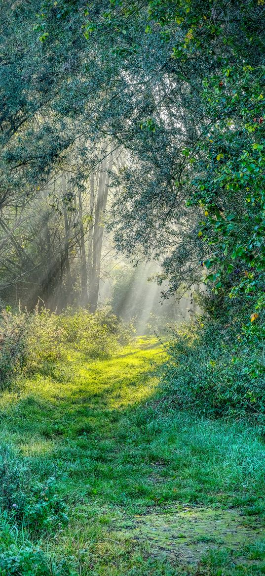 trail, grass, trees, sunshine