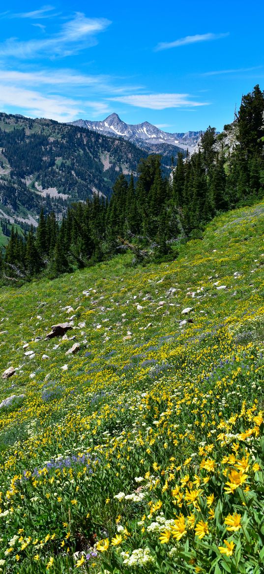 mountains, trees, slope, flowers