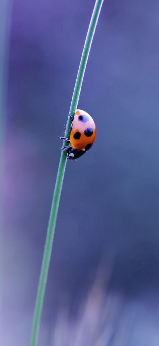 ladybird, grass, glare, blurred