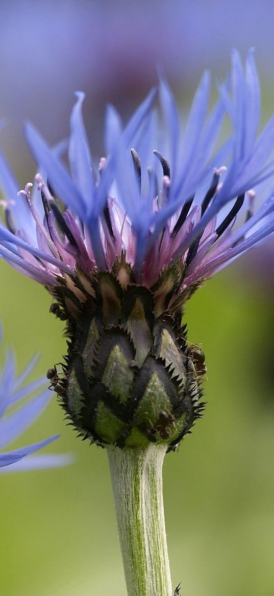 flowers, blurry, steam, stem, bud