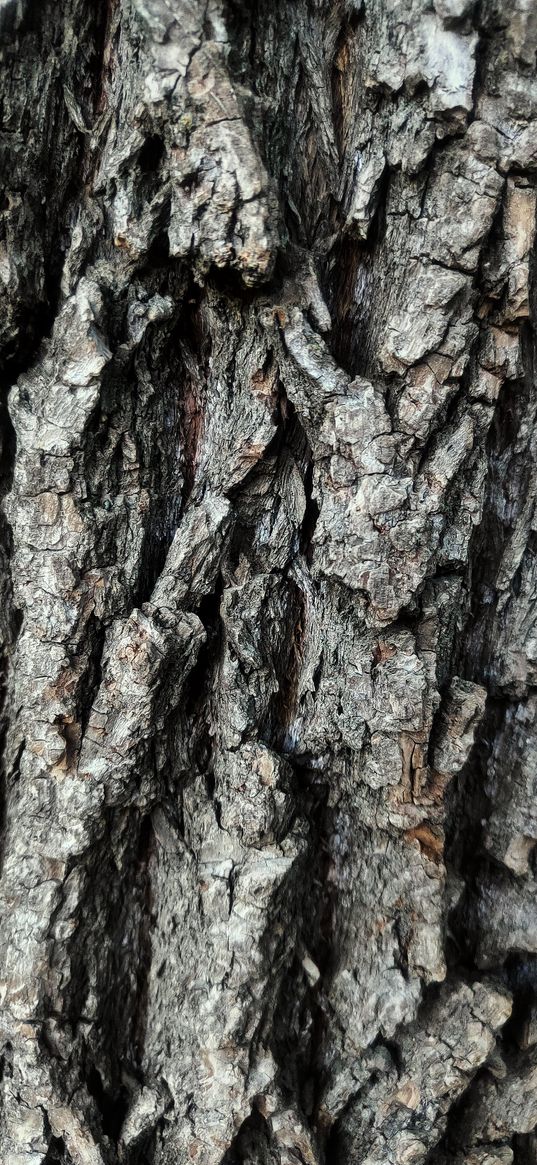 bark, trunk, wood, texture, nature