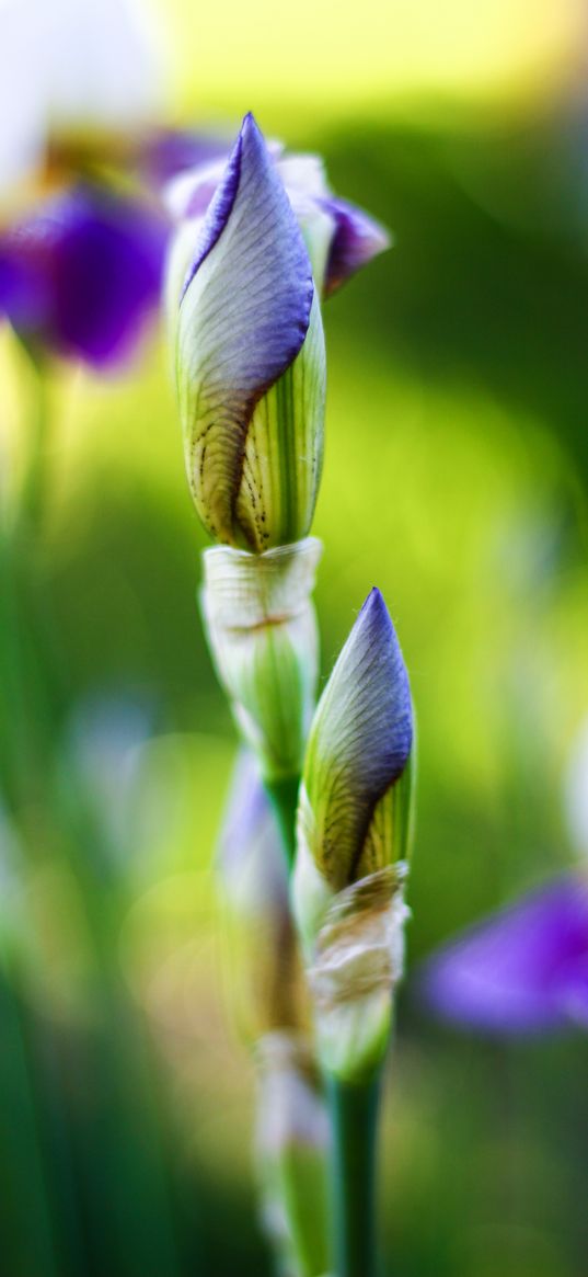 iris, flowers, bud, plant, purple, spring, nature