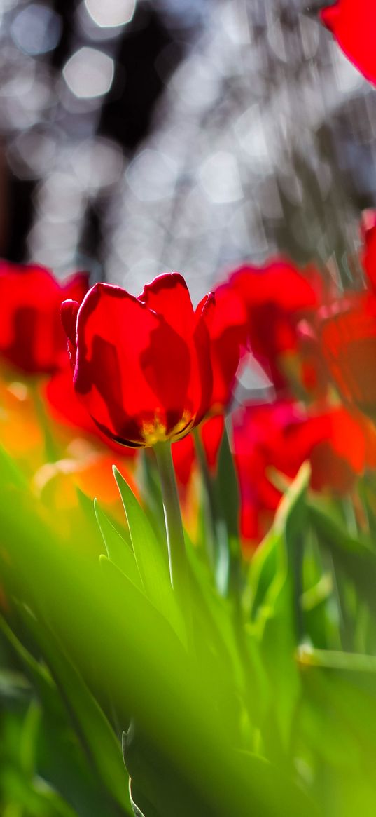 tulips, flowers, red flower