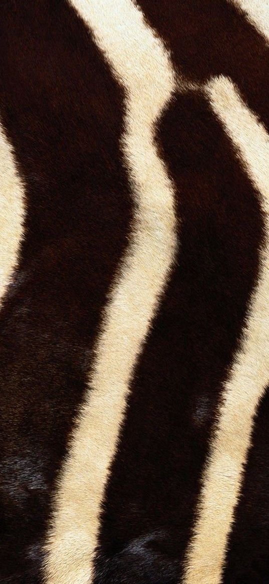 ebra, fur, stripes, lines