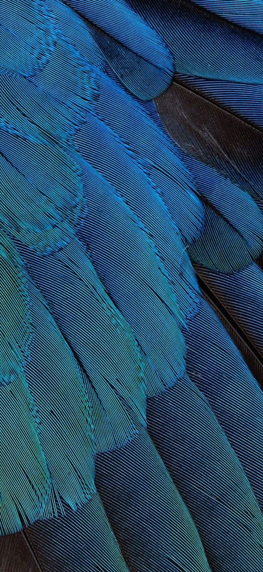 feathers, black, background, blue