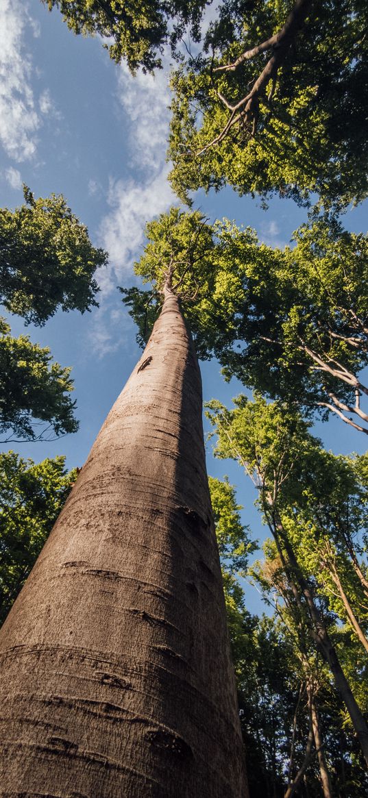 trees, branches, forest, sky, bottom view