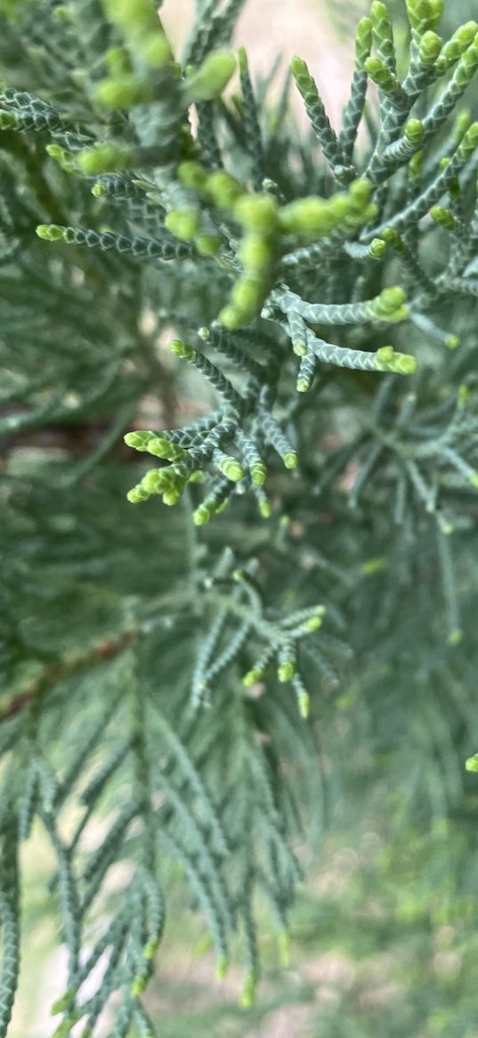 cypress, needles, branch, tree, green, plant, macro, nature