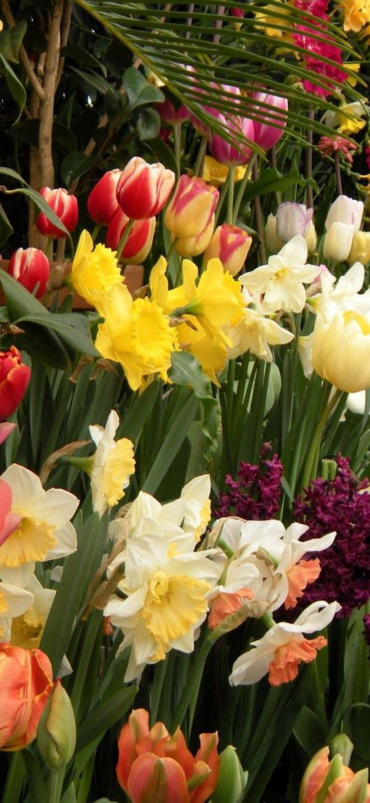 tulips, daffodils, hyacinths, herbs, flowerbed, spring