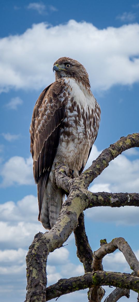 red-tailed hawk, hawk, bird, branch