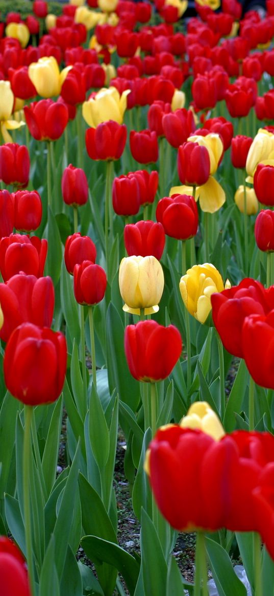 tulips, flowers, yellow, red, green, flowerbed, spring