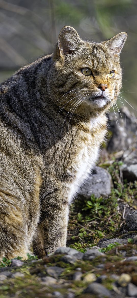 wild cat, wildlife, animal