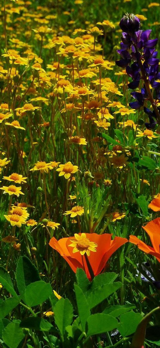 daisies, flowers, herbs, lawn, summer