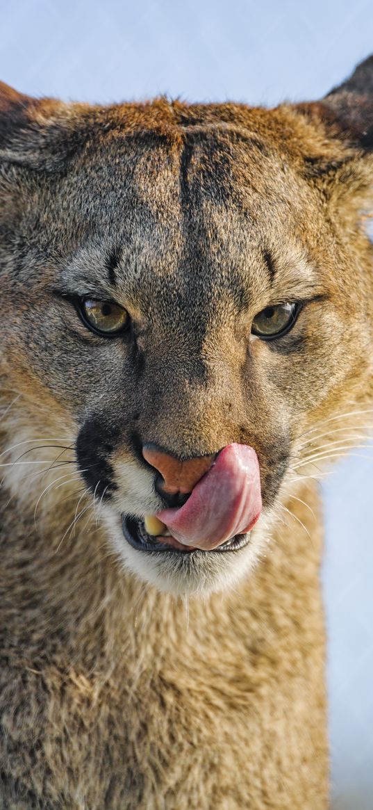 puma, protruding tongue, big cat, predator, animal