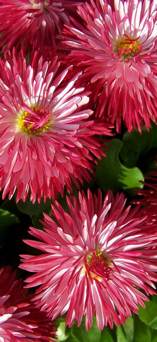 asters, flowers, buds, flower, close-up