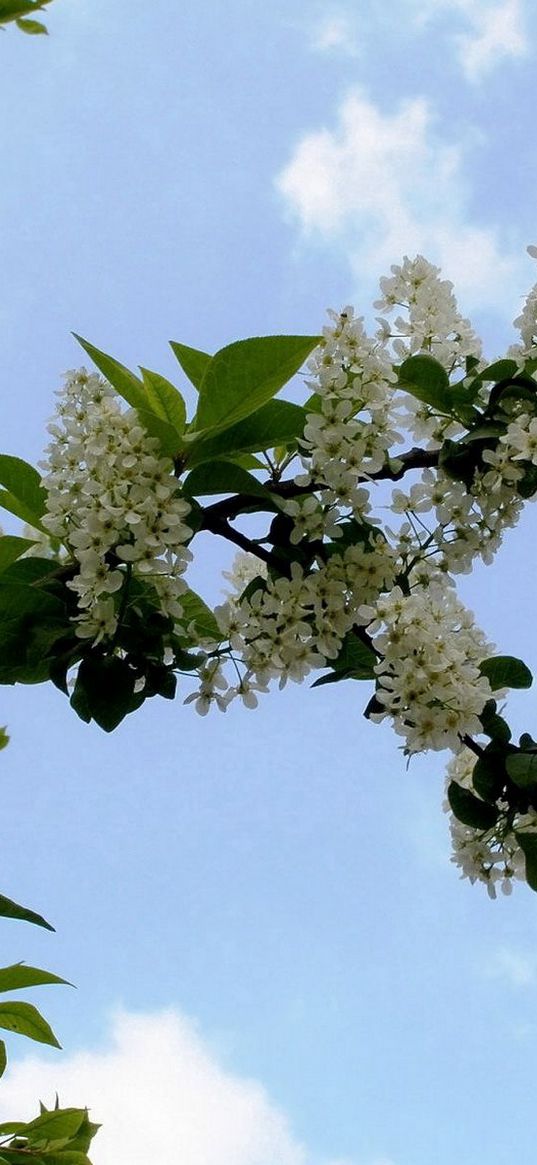 cherry, blossom, branch, leaf, sky, clouds