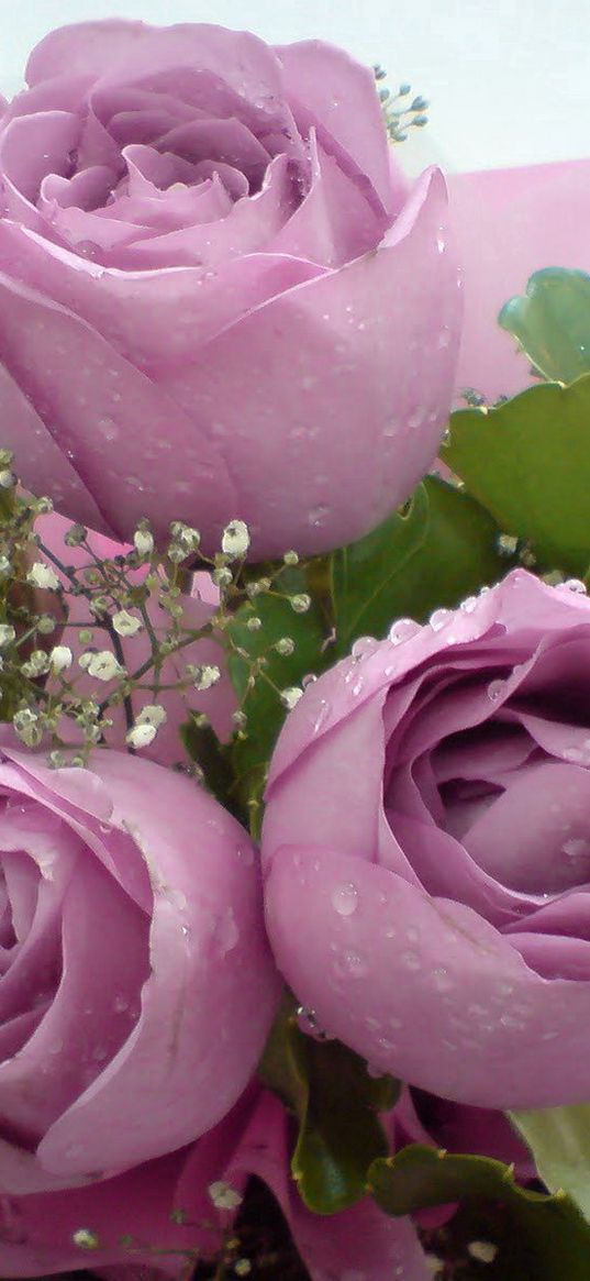 roses, flowers, gypsophila, bouquet, decoration, drops