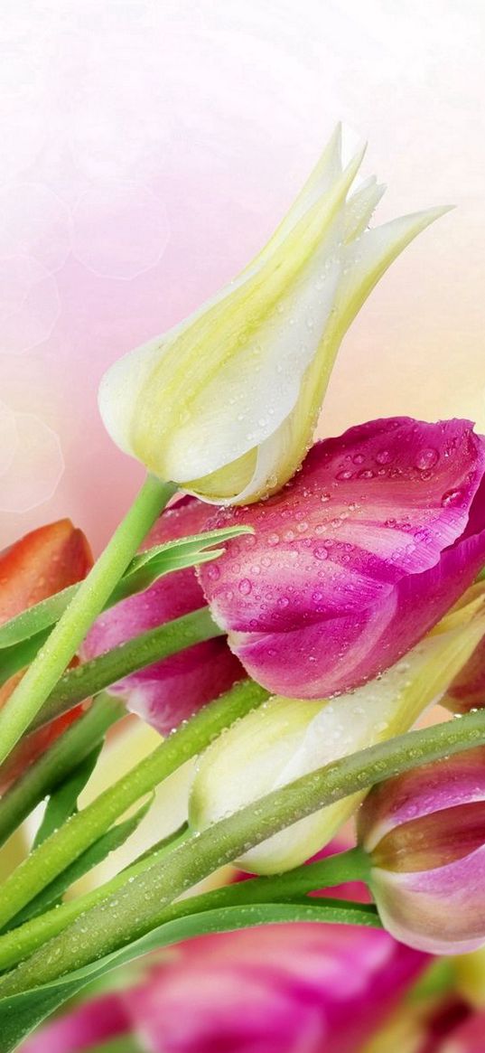 tulips, flowers, reflections, bouquet, drop, freshness