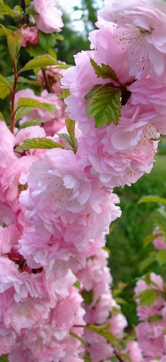 flowering, shrub, leaves, spring, mood