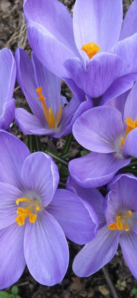 crocuses, flowers, flowing, primroses, spring