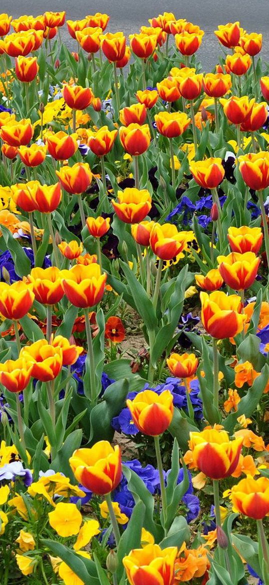 tulips, pansies, flowers, flowerbed, street