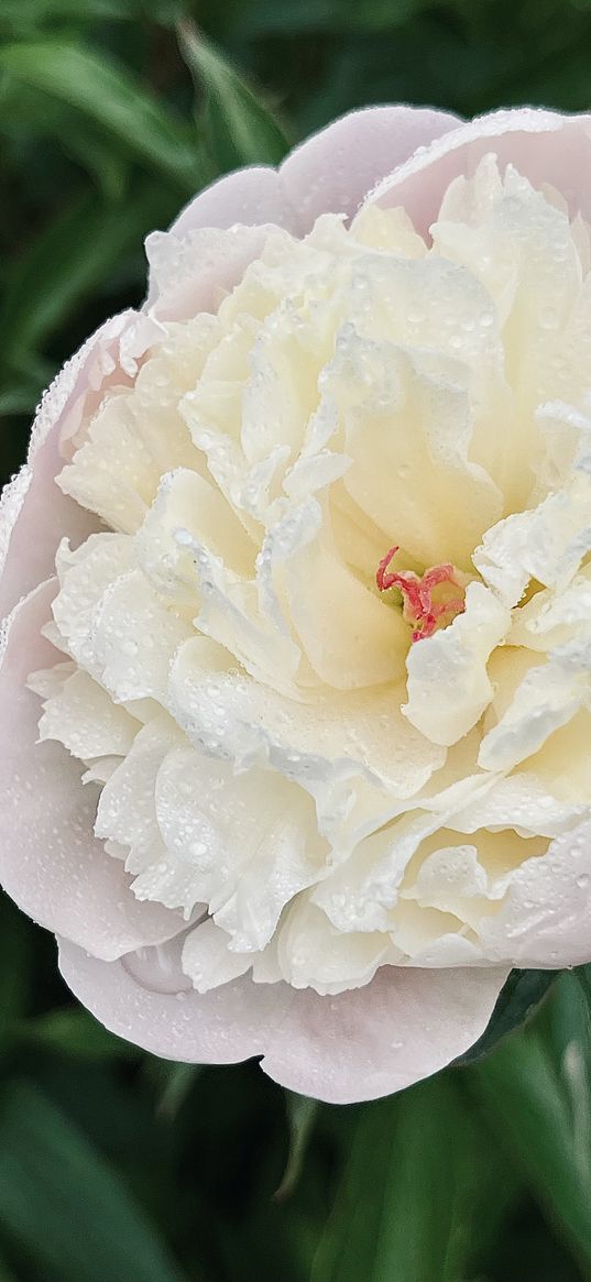 peony, flower, pink, light, petals