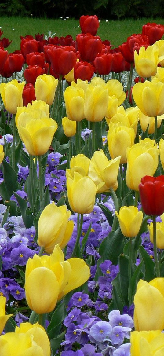 tulips, flowers, flowerbed, park, lawn, beauty