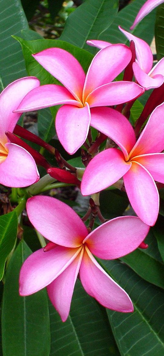 plumeria, pink, leaves, softness