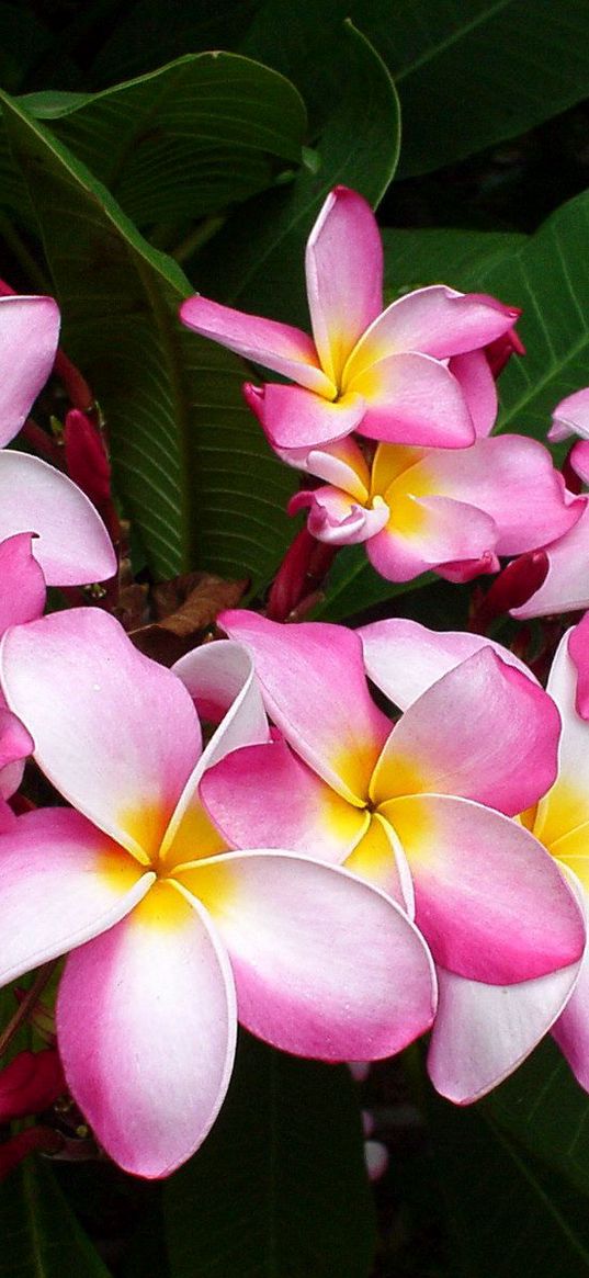 plumeria, pink, leaves, close-up