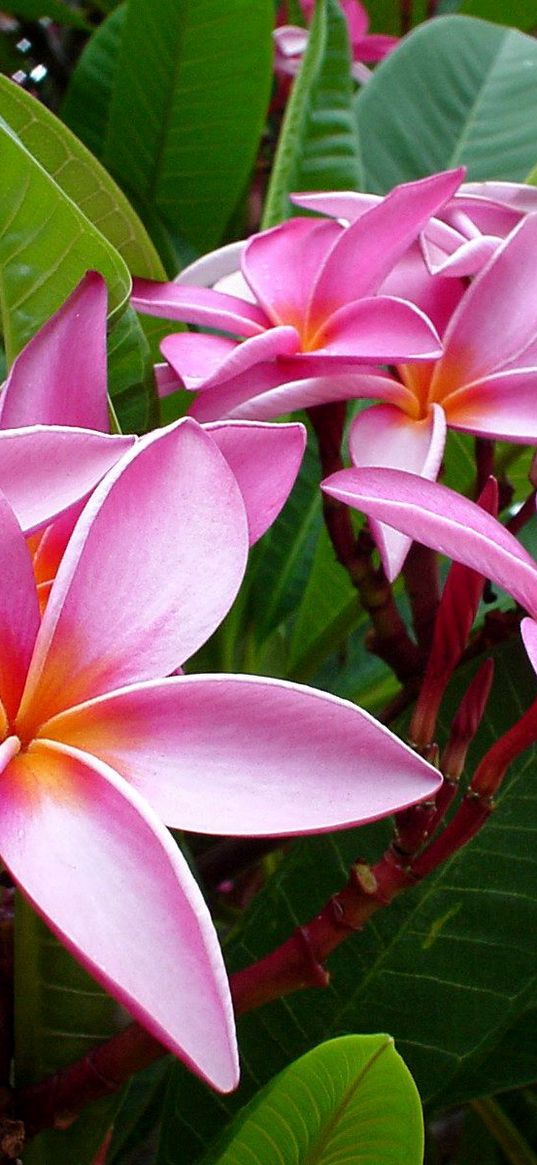 plumeria, pink, flowers, leaves, tender