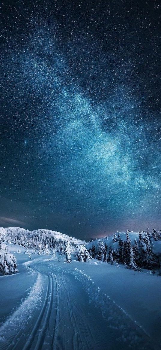 road, christmas trees, forest, snow, winter, milky way, starry sky, stars, nature