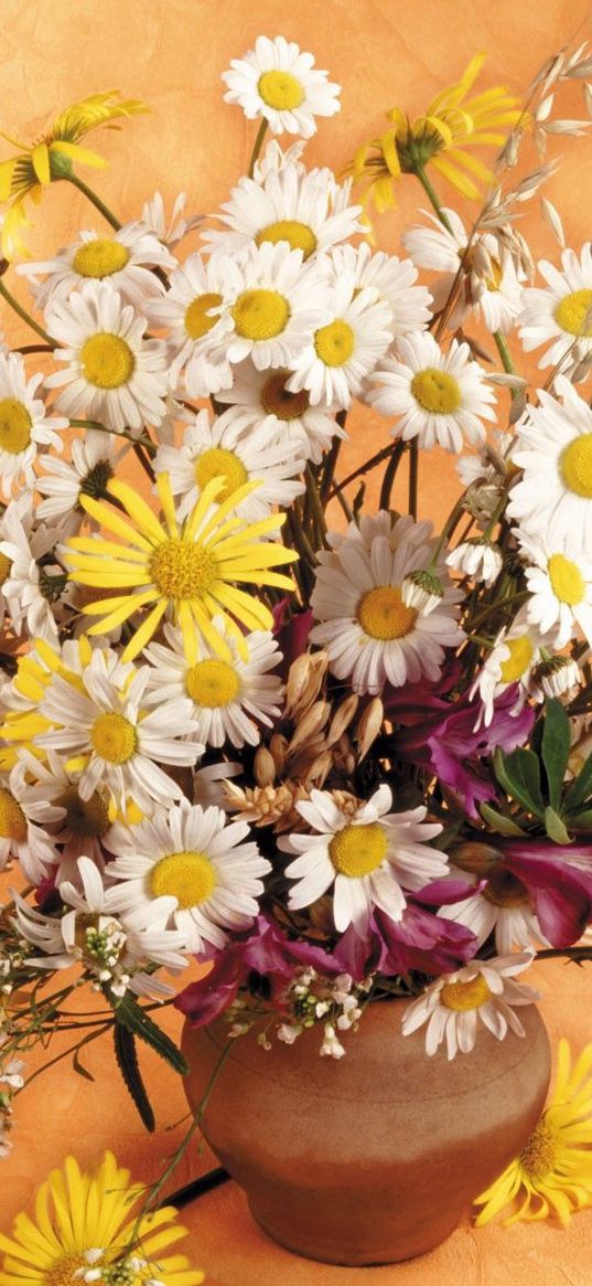 daisies, flowers, field, ears, bouquet, pitcher