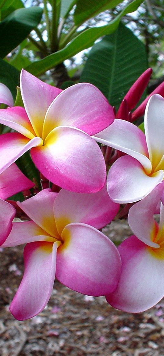 plumeria, flowers, leaves, branch, close-up