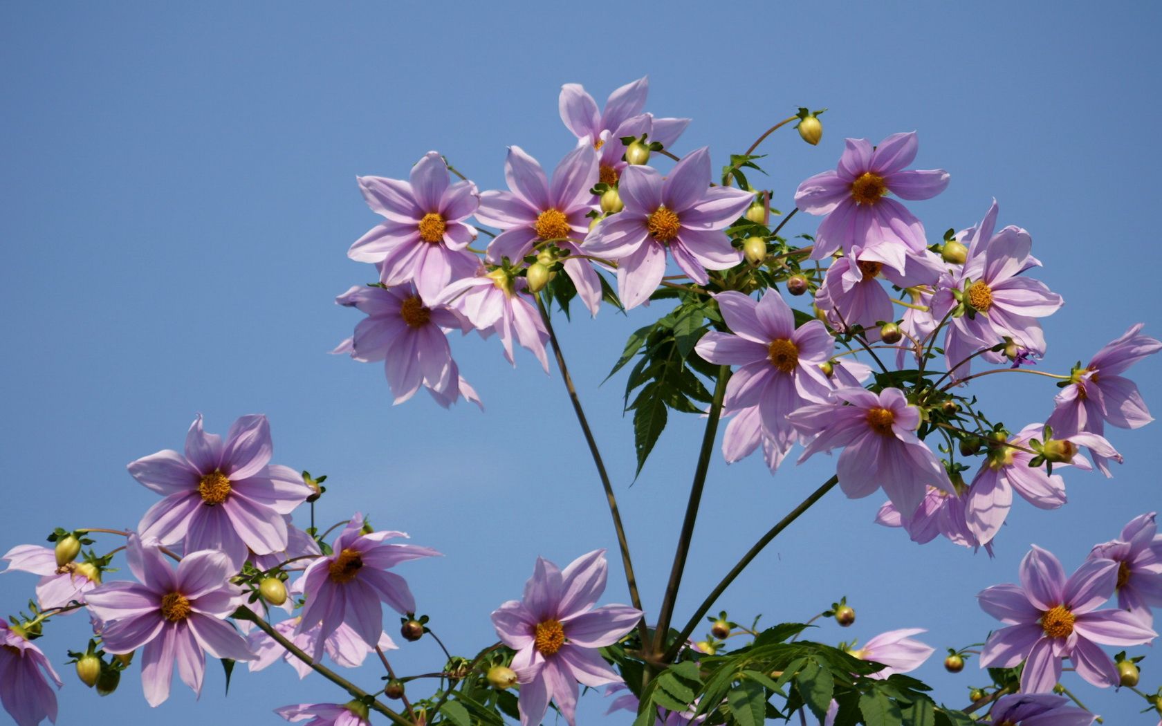 flowers, stems, sky, height, clear