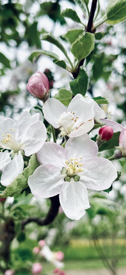 apple tree, flowers, branch, tree, spring, nature