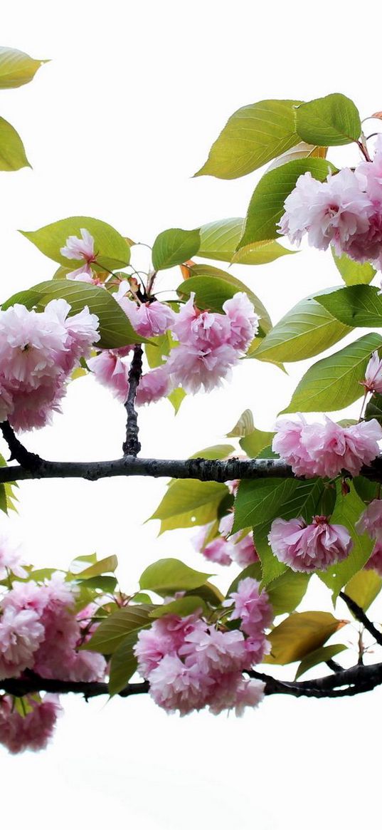 flowering, branch, leaves, spring