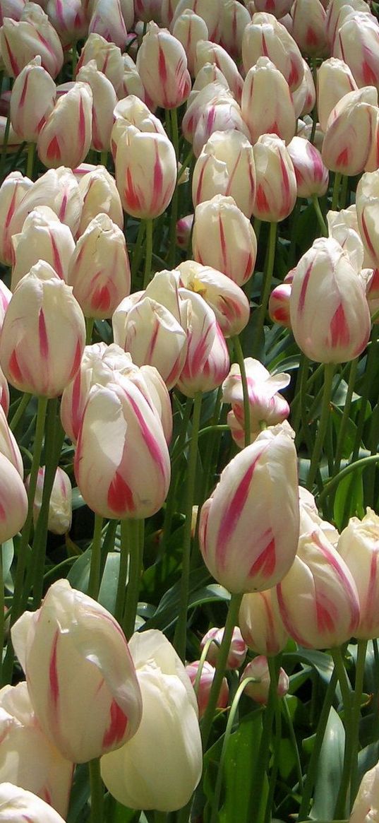 tulips, flowers, buds, colorful, many