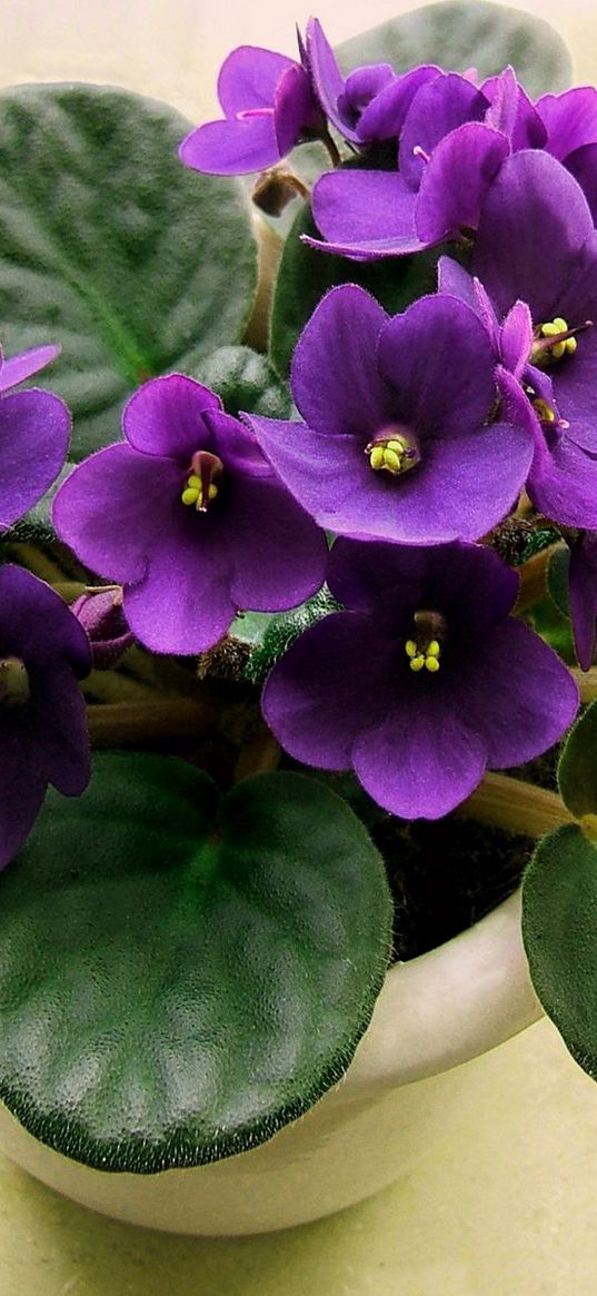 violet, lilac, flower, pot, indoor