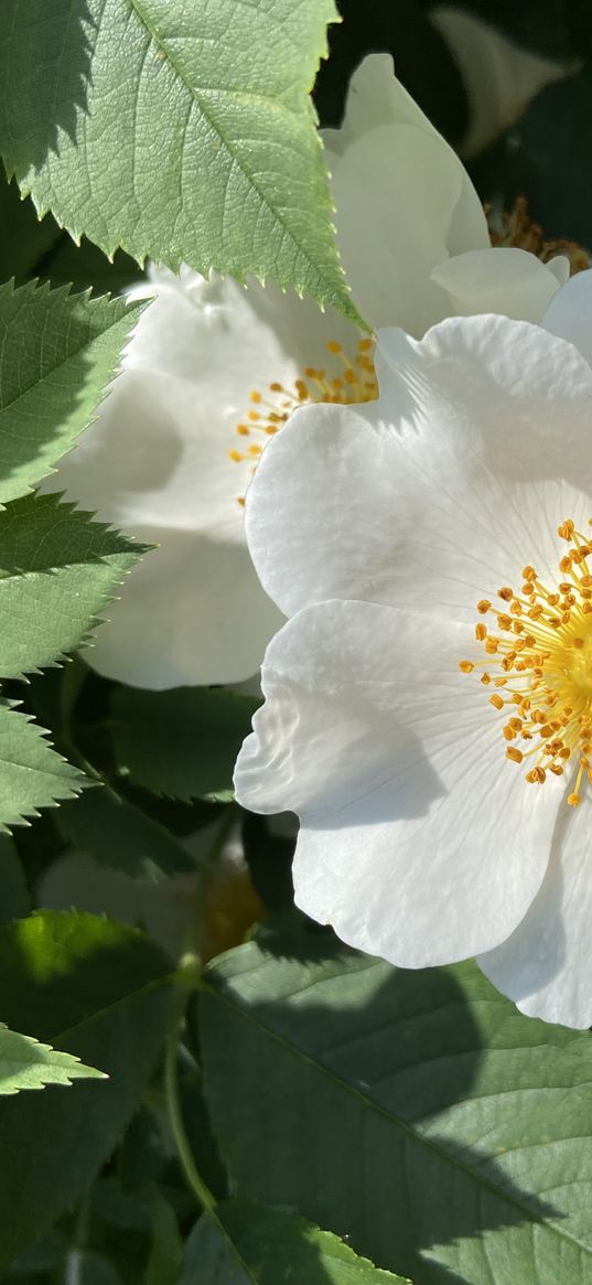 rosehip, flower, white, petals, leaves, plant, nature