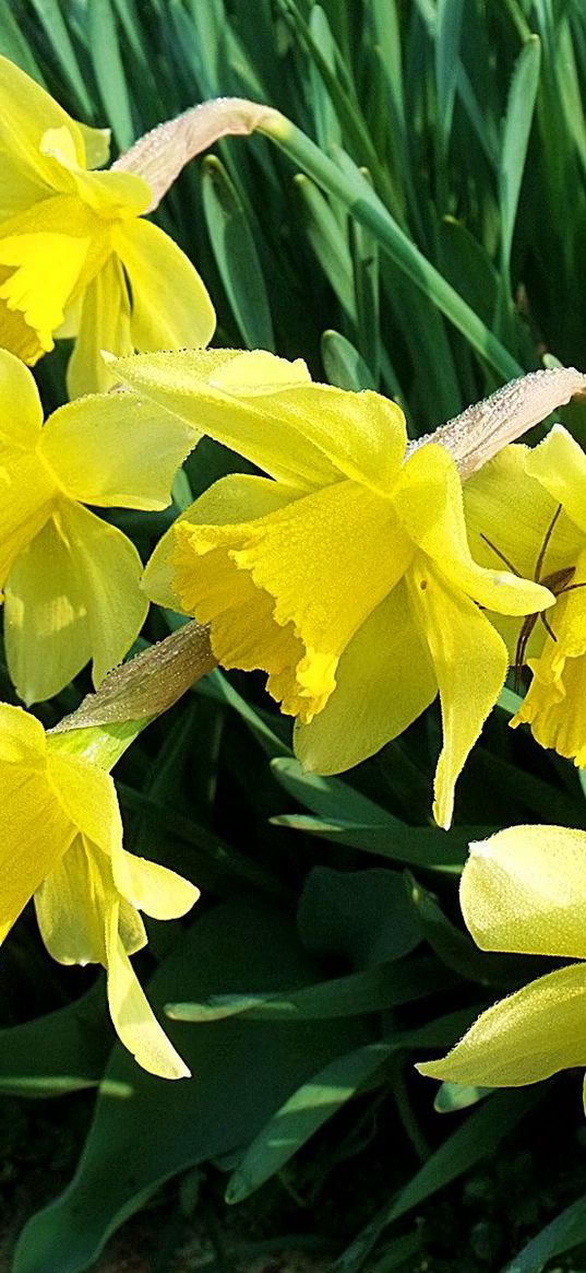 daffodils, flowers, flowerbed, spring, garden, mood