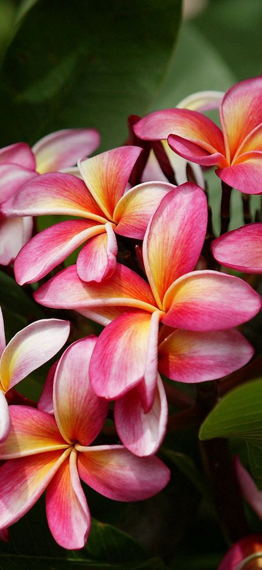 plumeria, bush, leaves, tender