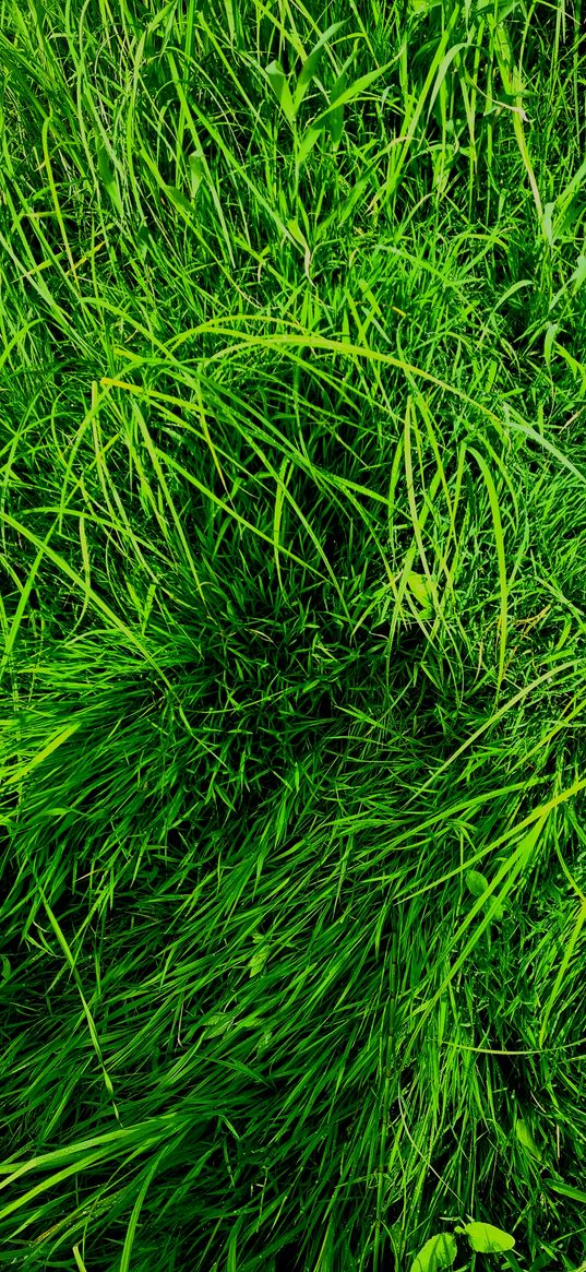 grass, plant, green, summer, nature