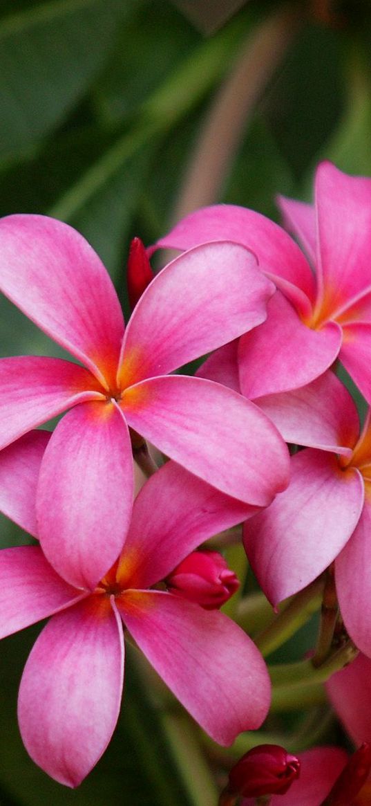 plumeria, bush, herbs, close-up