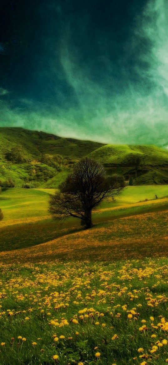 meadow, nature, summer, grass, sky