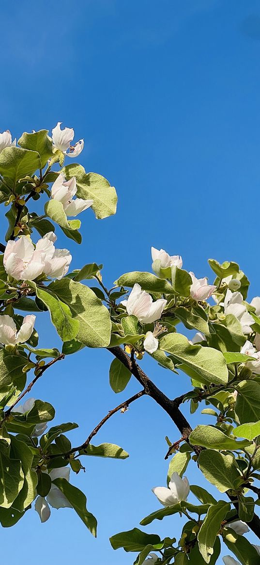 flowers, white, apple tree, branches, flowering, sky, blue