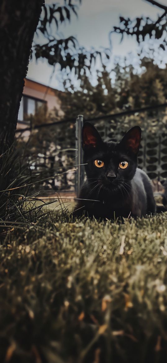 cats, animals, black, grass, nature