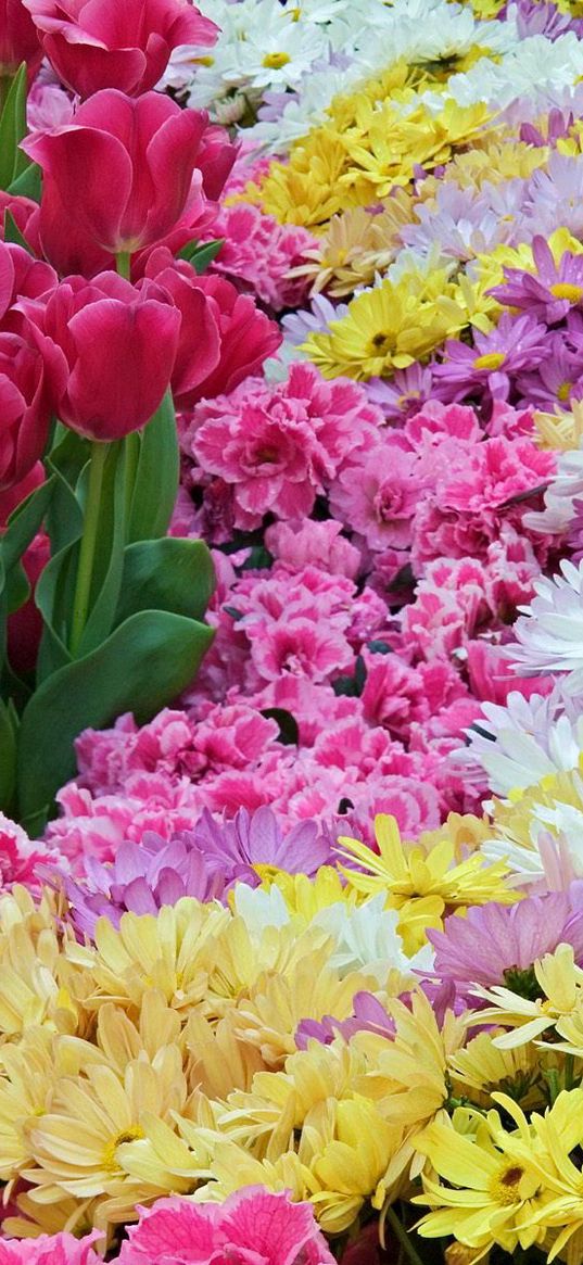 tulips, chrysanthemums, carnations, flowers, carpet